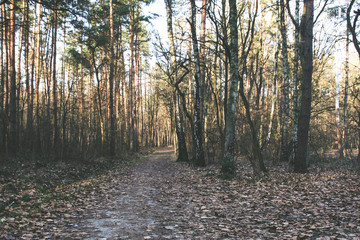 Droga w lesie © mirame111