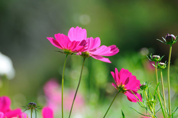 Fototapeta premium Cosmos flower in the garden