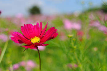 Obraz premium Cosmos flower in the garden