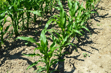 drip irrigation system, corn in the organic hobby garden, cultivating maize in amateur hoby garden ready to produce,
