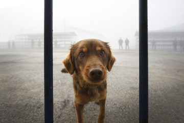 Little brown dog standing in the dog shelter looking