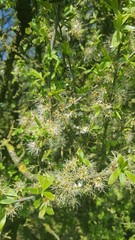 Hedgerow blossom after all petals have dropped