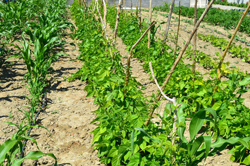 drip irrigation system, green beans in organic hobby garden, square bean gardens, amateur hoby garden ready to yield,
