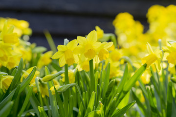 Narzissen im Sonnenlicht