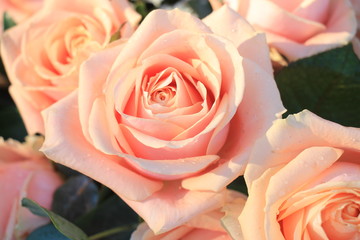 Pink roses and gypsophila