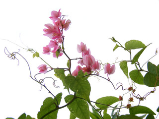 pink flower creeper