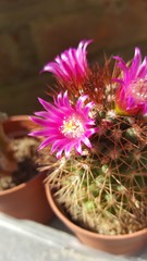 Pink cactus flower macro