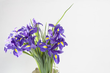Holiday greeting card for Valentine's Day, Woman's Day, Mother's Day, Easter! Violet Irises xiphium in the vase