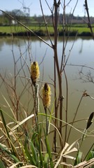 Riverside bullrushes and reeds