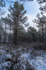 Beautiful winter forest