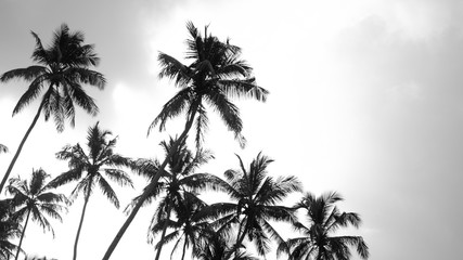 Black and white coconut trees