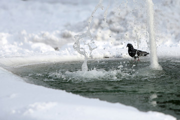 Bird standing by the fountain in winter snowy conditions