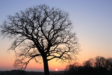 Fototapeta na wymiar Eiche im Winter bei Sonnenuntergang auf einem Acker in Schleswig-Holstein, Trauerkarte, Bestattung 