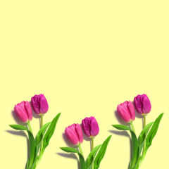  fresh pink tulipson a bright yellow background