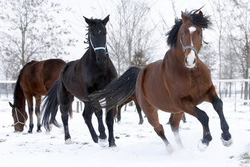 Hanoverian racing horses running in the snow