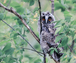 smart funny fluffy nestling owls sitting amongst the leaves of a tree in the forest