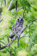 portrait of  fluffy owls hid and sits among the leaves of a tree in the forest