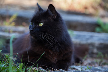 Chat