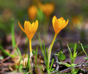 Beautiful yellow crocus flowers closeup