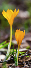 Obraz premium Beautiful yellow crocus flowers closeup