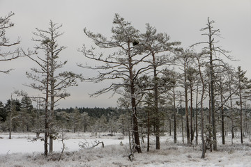 Beautiful winter forest