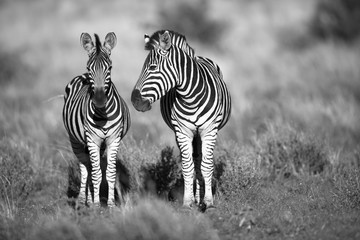 Fototapeta na wymiar Zebra roaming the African savannah