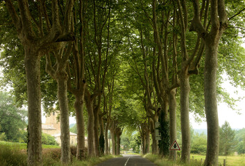 Avenue of trees landscape, South of France
