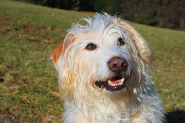 hund nahaufnahme mischling fragend