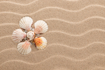 Fototapeta na wymiar Conceptual daisy made of seashells lying on the dunes .