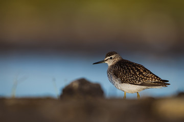 Obraz premium Wood sandpiper