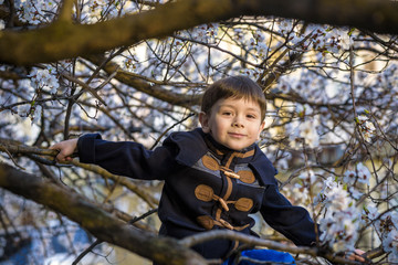 Naklejka na ściany i meble boy kid hanging from a blossom spring tree and having fun in the nature