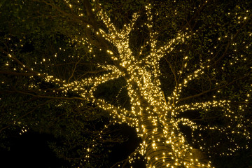.led light on tree in holidays