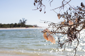 Tree Decorated with Shells at the Beach - 188098227