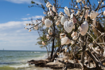 Tree Decorated with Shells at the Beach - 188098273