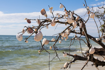Tree Decorated with Shells at the Beach - 188098284