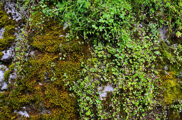 Stony wall covered by green moss and fern