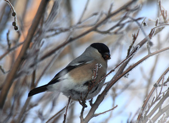  Bullfinch with a berry in a beak sits on a branch