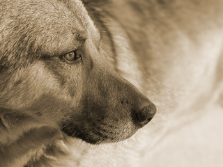 dog brown light spots, serious, profile, toned in sepia, concept, closeup