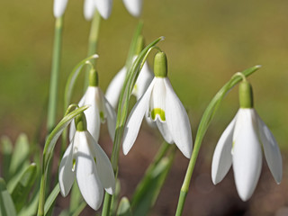 Schneeglöckchen, Galanthus