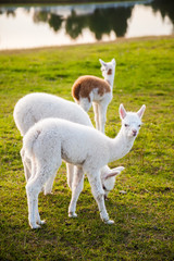 Fototapeta premium three cute young alpacas