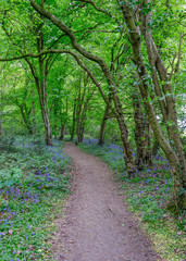 Fototapeta na wymiar Pathway leading through the woods with bluebells on each side.