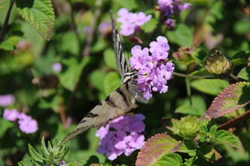 farfalla