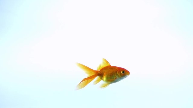 beautiful fish is floating on a light blue background. seamless looping