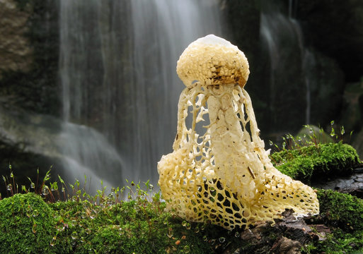 A veiled lady mushroom grows beside a waterfall near Seoul, Korea