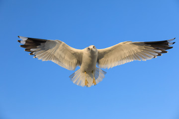 closeup of a flying seagull (laridae)