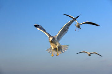 closeup of a flying seagull (laridae)