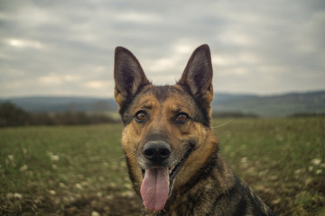 Deutscher Schäferhund im Frühjahr