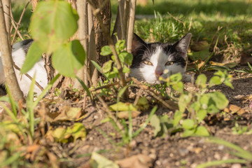 katze beim dösen