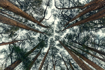 Fototapeta premium Cedry drzew w tle lasu