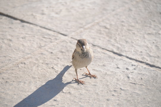 passerotto